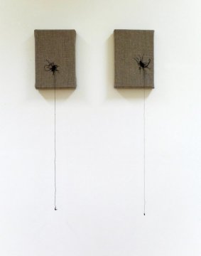 Money Spiders 1 and 2