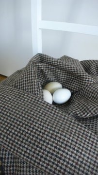 Nest