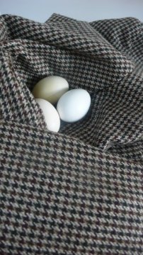 Nest