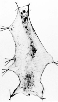 Sausage Pelt