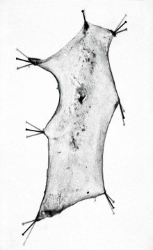 Sausage Pelt