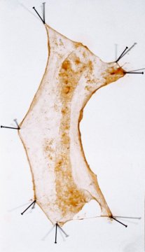 Sausage Pelt