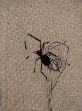 Daddy long legs (detail)