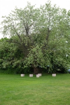 Underneath the Abject Willow