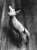 Concrete Dog