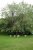 Underneath the Abject Willow